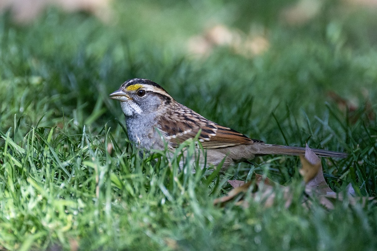 White-throated Sparrow - ML625537865
