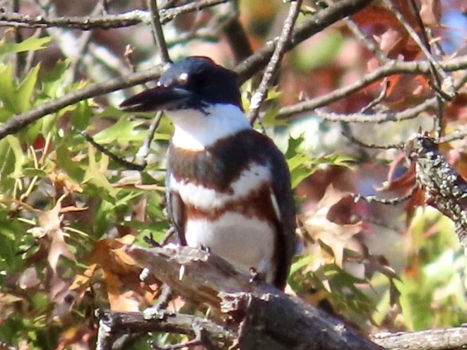 Martin-pêcheur d'Amérique - ML625537888