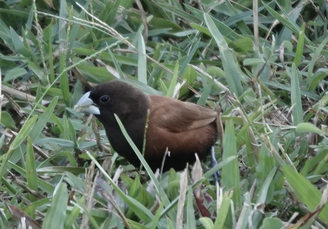 Capuchino Castaño - ML625537923