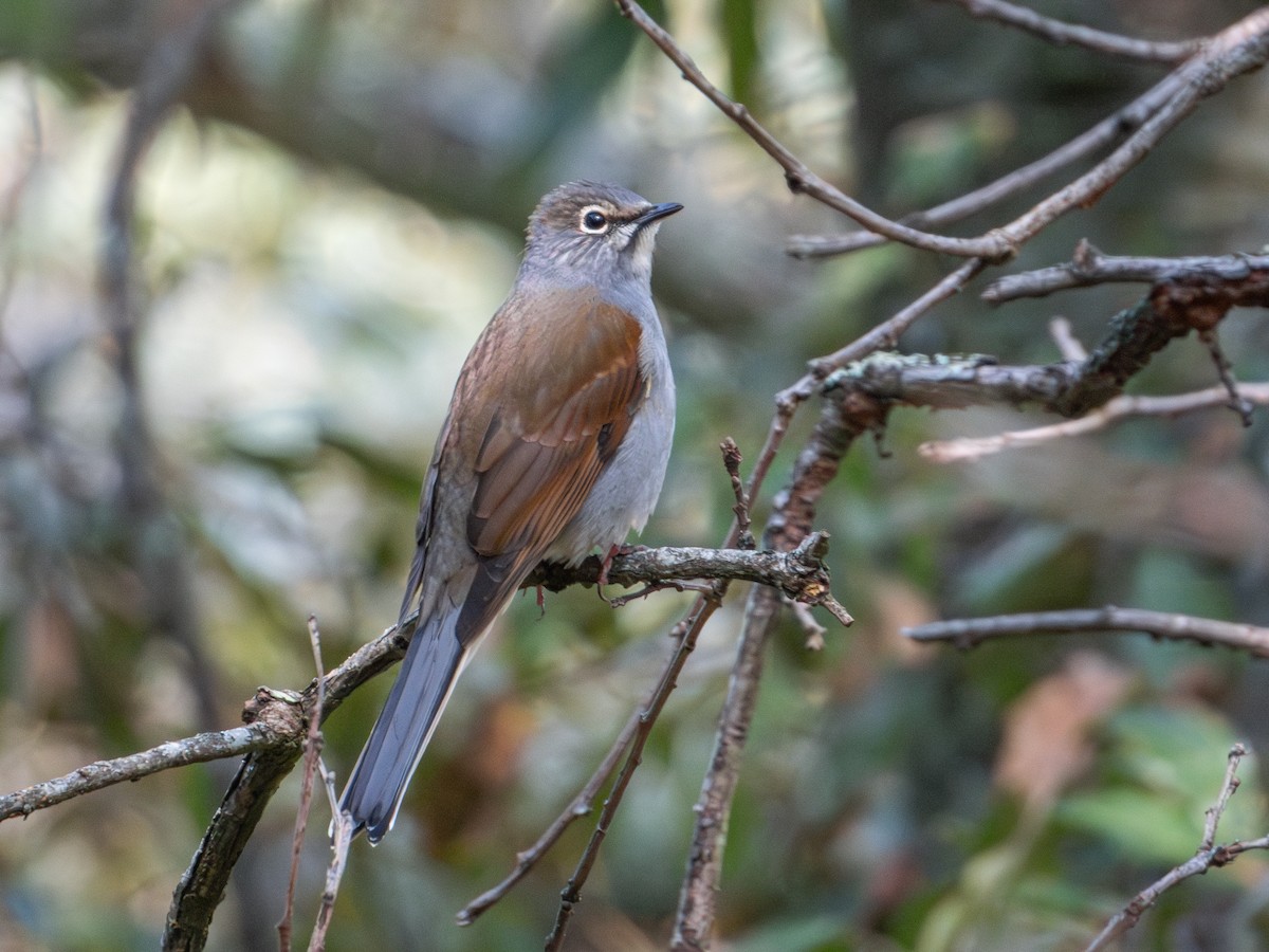 Brown-backed Solitaire - ML625537981