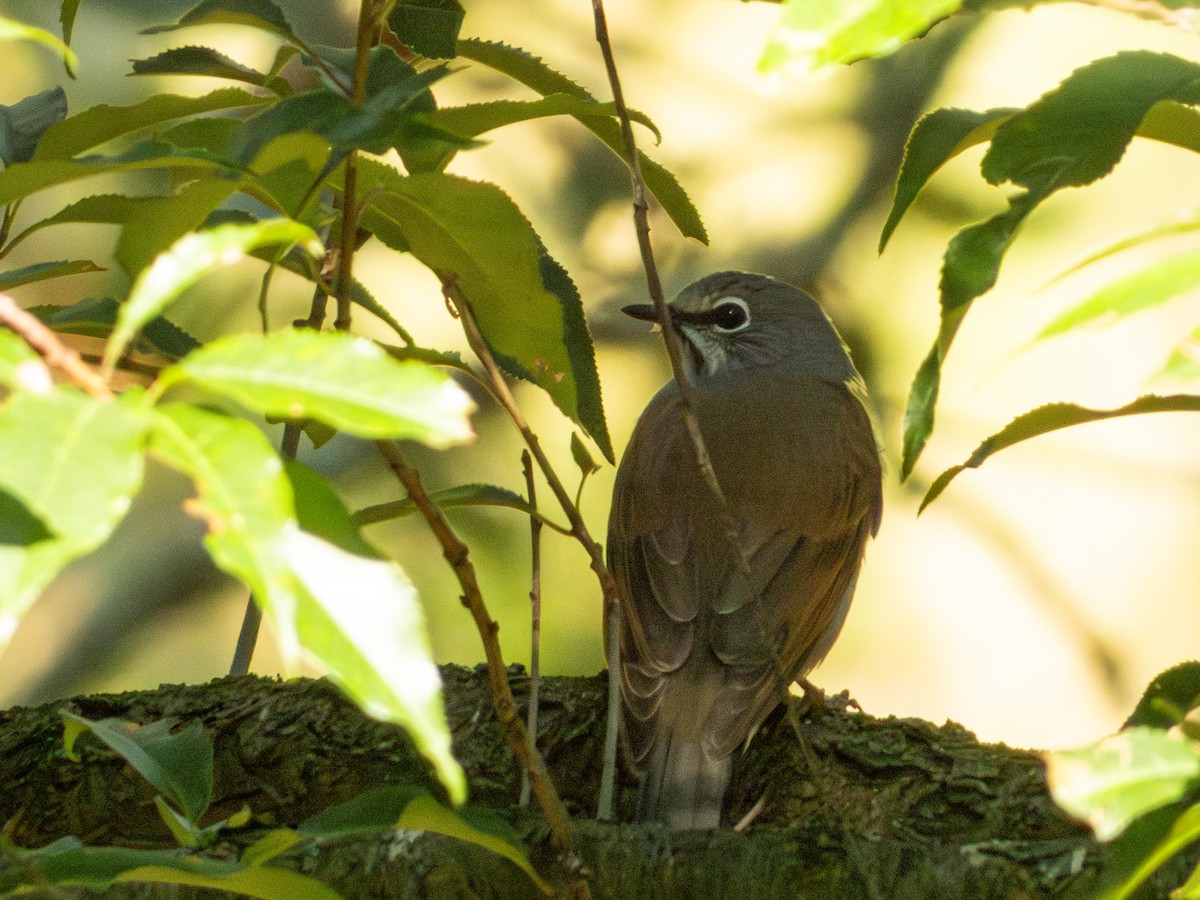 Brown-backed Solitaire - ML625537982