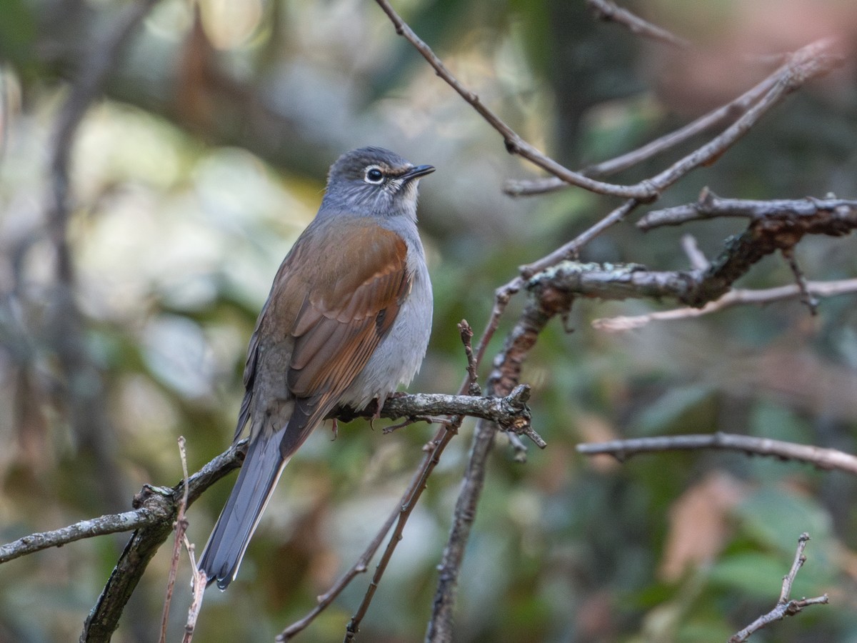 Brown-backed Solitaire - ML625537983