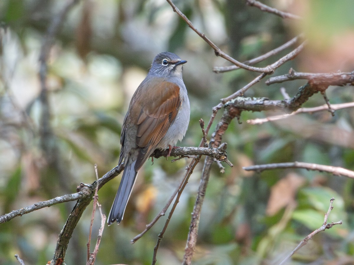 Brown-backed Solitaire - ML625537988