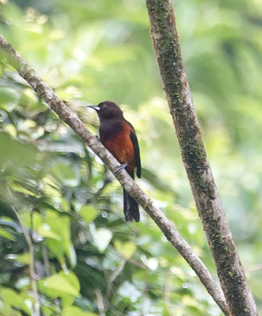 Martinique Oriole - ML625538028