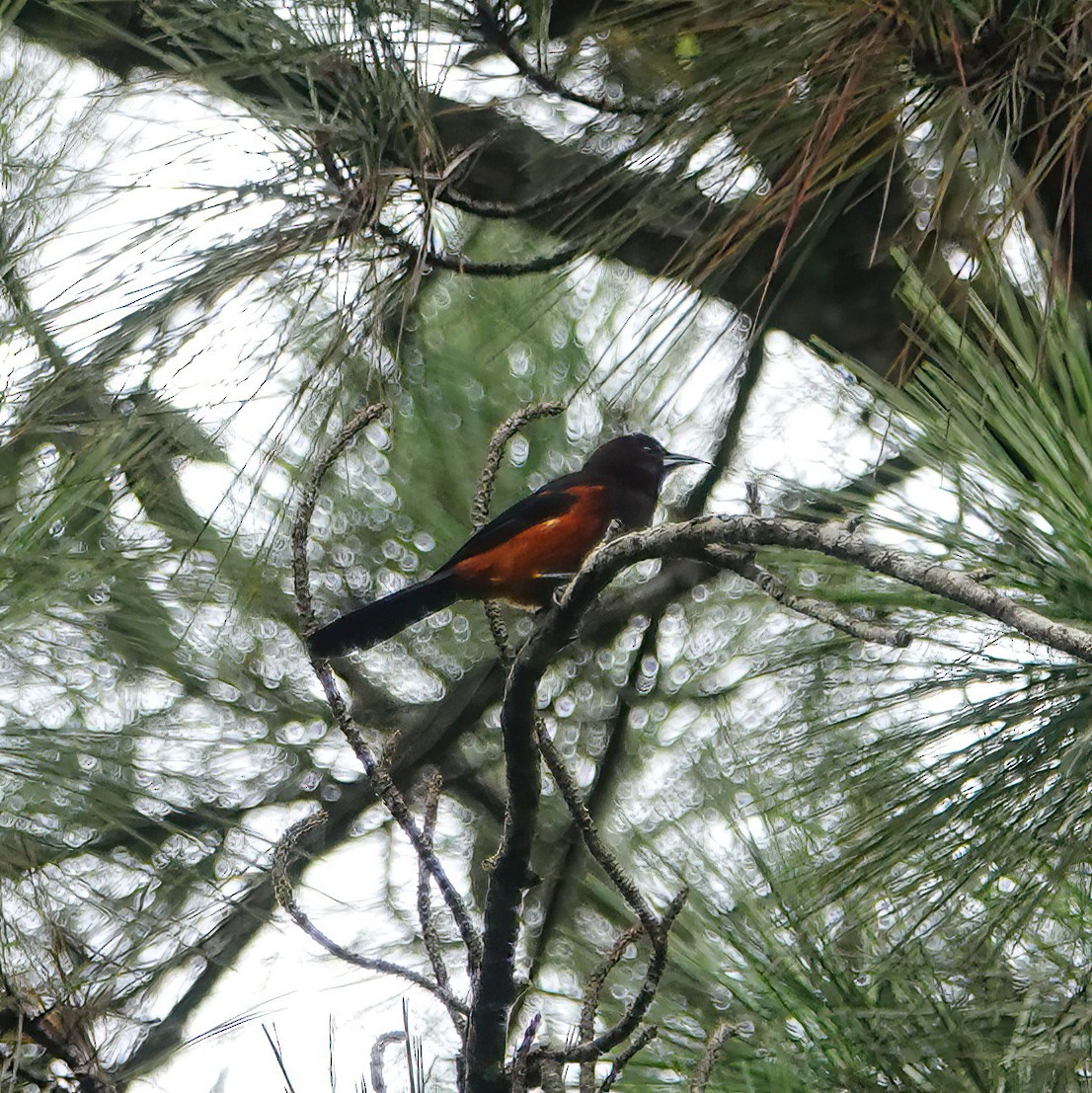 Martinique Oriole - ML625538029