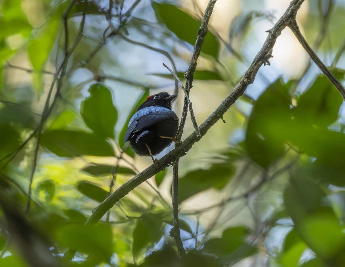 Blue-backed Manakin - ML625538175