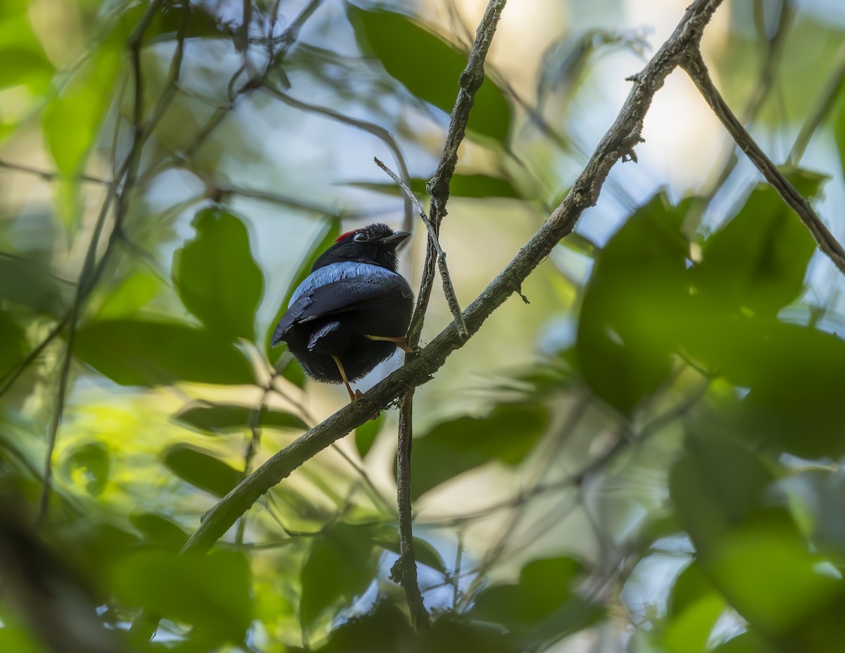 Blue-backed Manakin - ML625538176