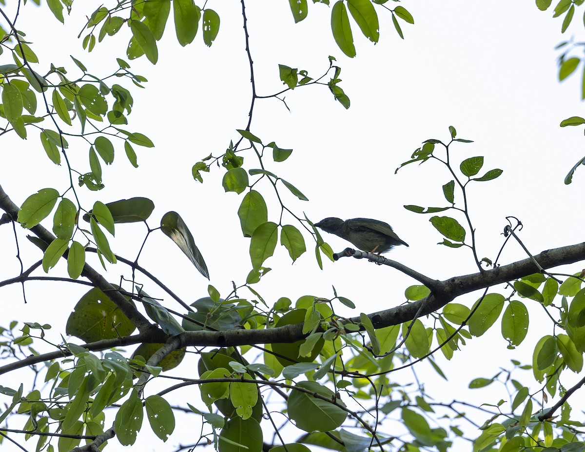 Blue-backed Manakin - ML625538177