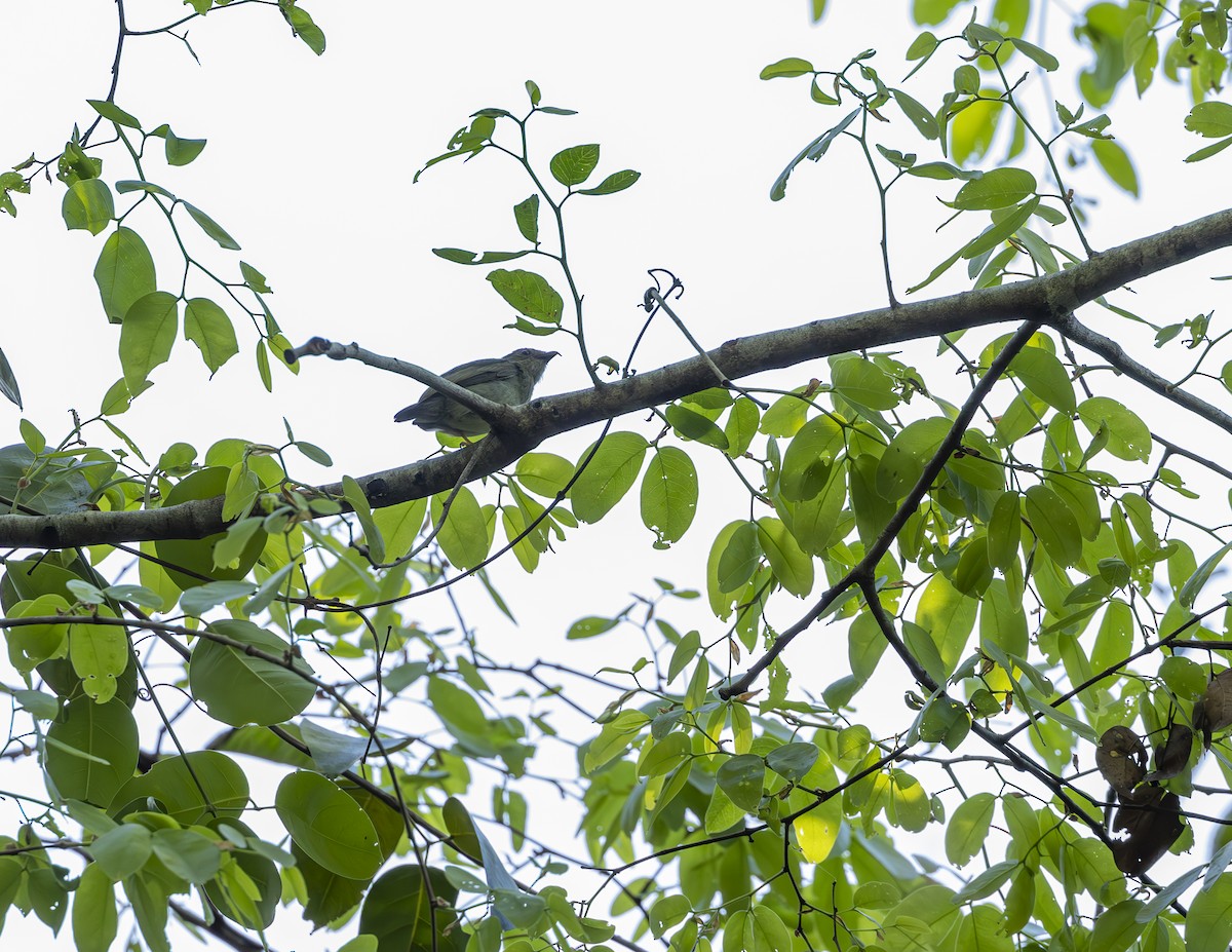 Blue-backed Manakin - ML625538178