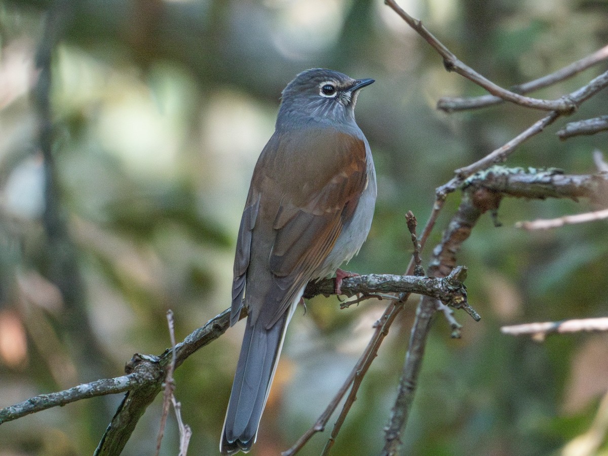 Brown-backed Solitaire - ML625538189