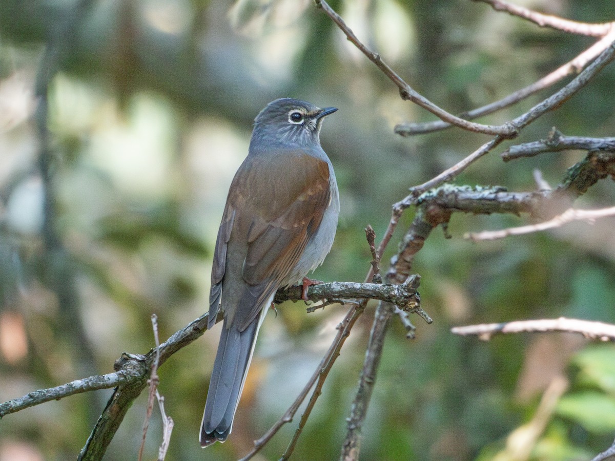 Brown-backed Solitaire - ML625538191