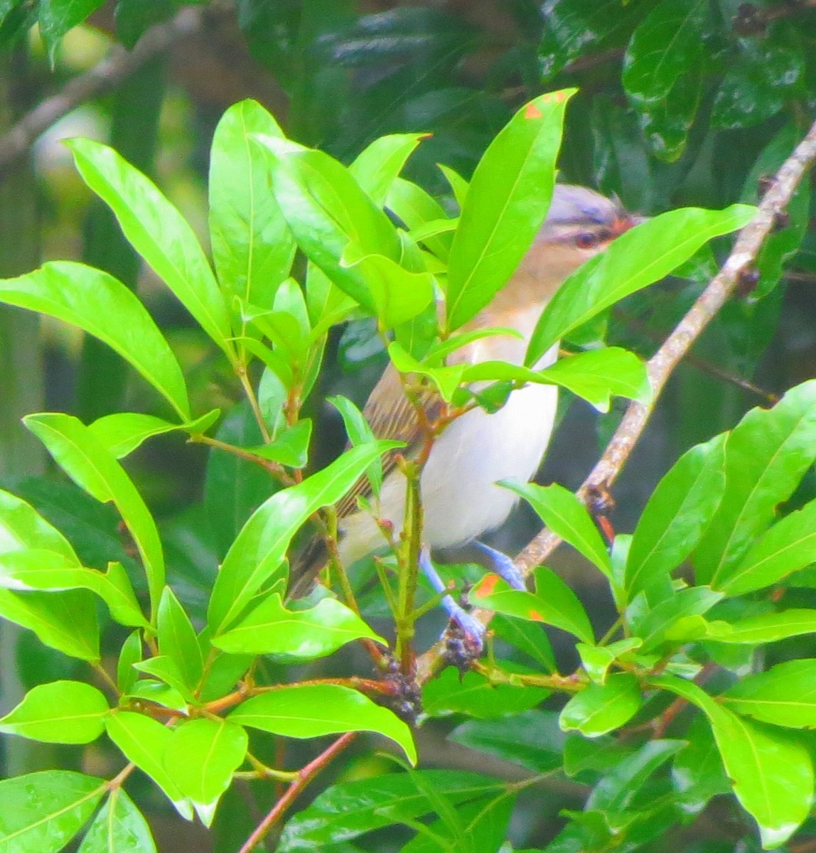 Red-eyed Vireo - Brayan Zúñiga