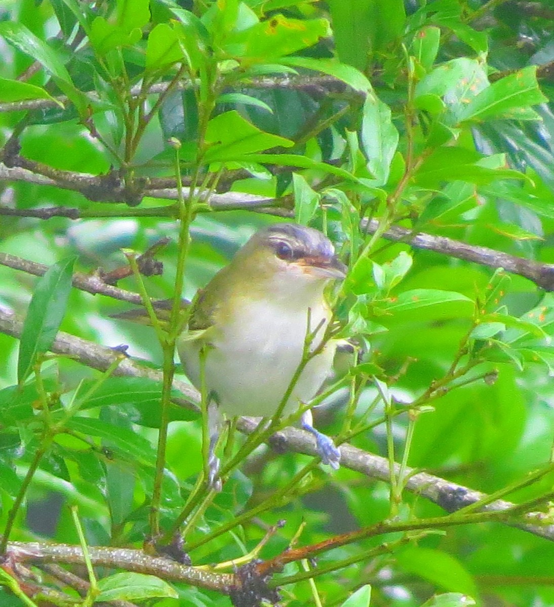 Rotaugenvireo - ML625538278