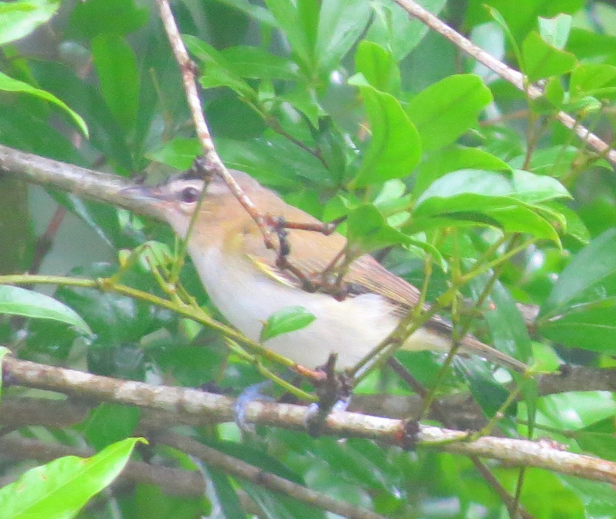 Rotaugenvireo - ML625538290