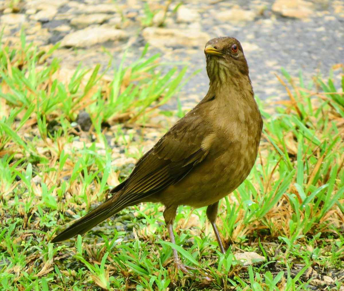 Clay-colored Thrush - ML625538311