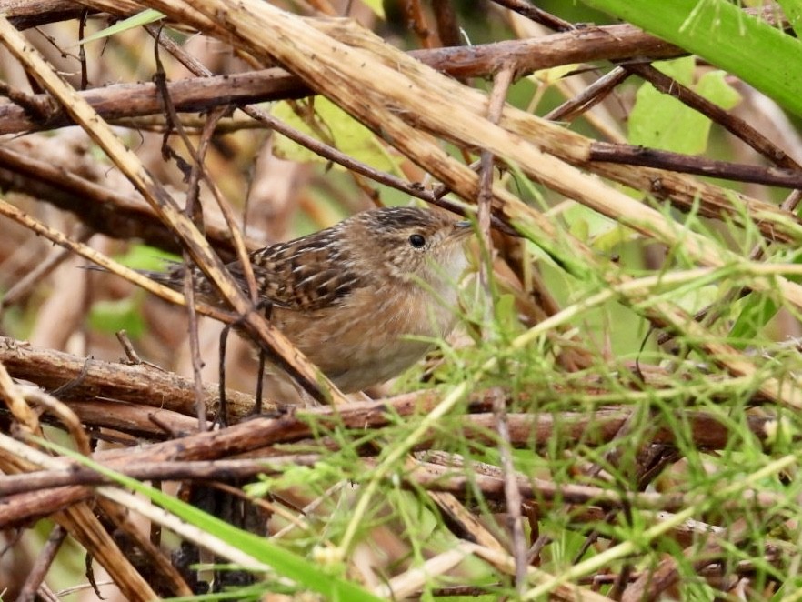 Sedge Wren - ML625538391