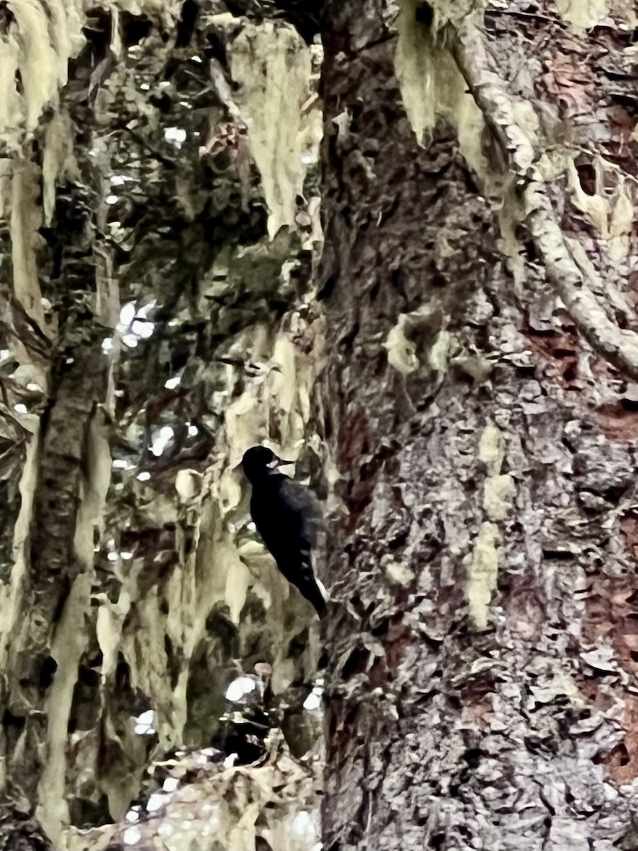 Black-backed Woodpecker - ML625538407