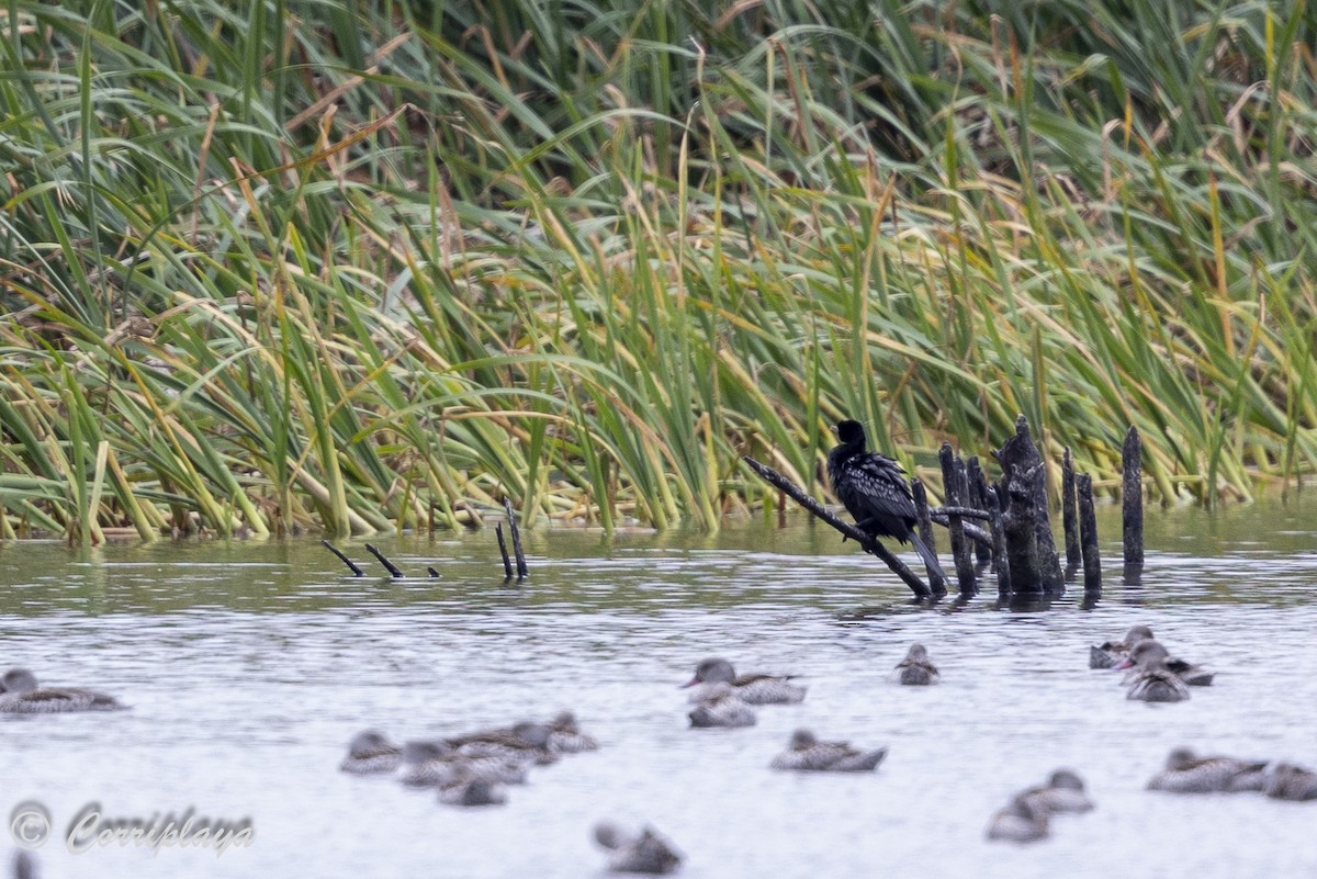 Reed Cormorant - ML625538412