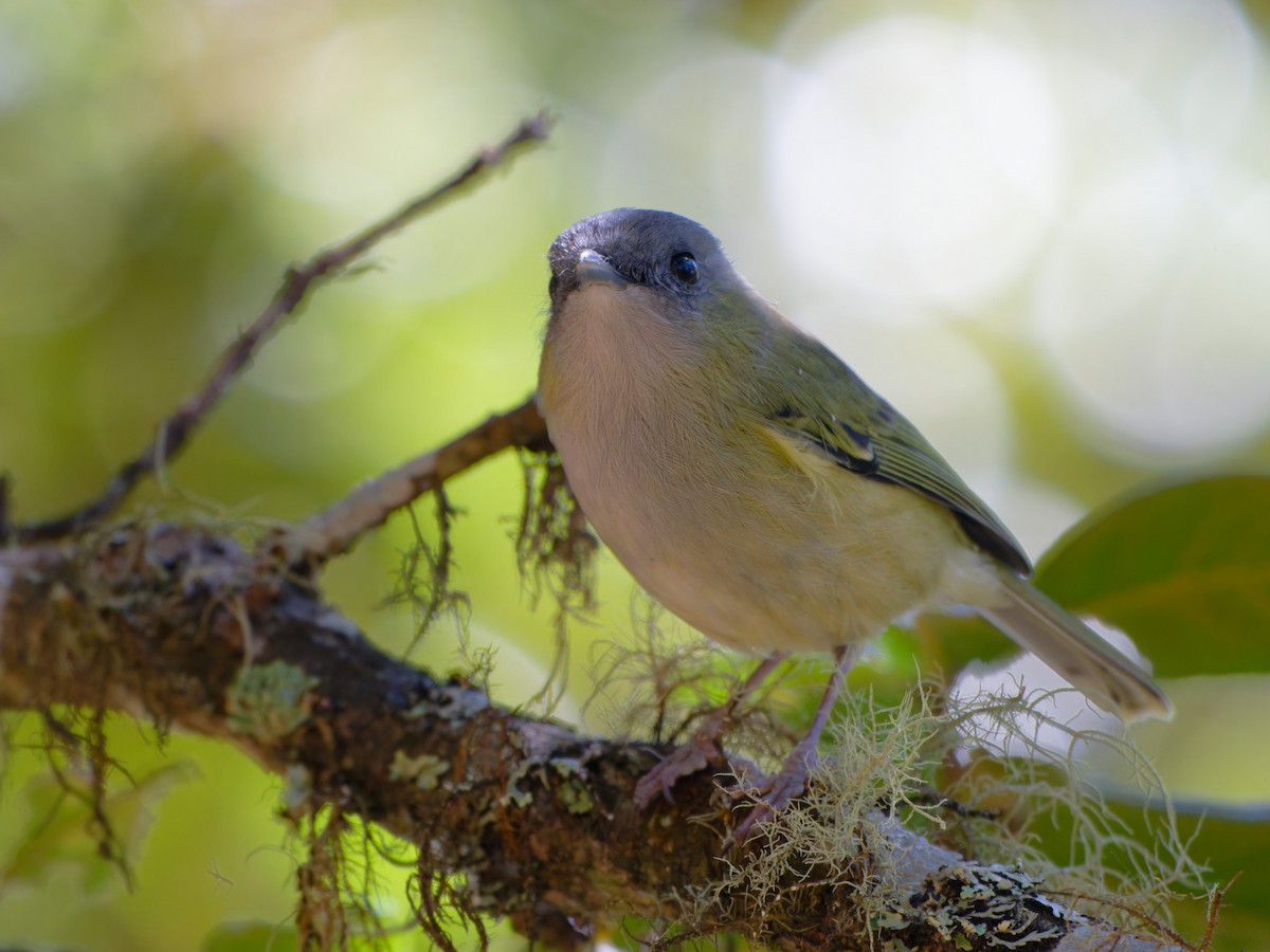 Green Shrike-Babbler - ML625538428