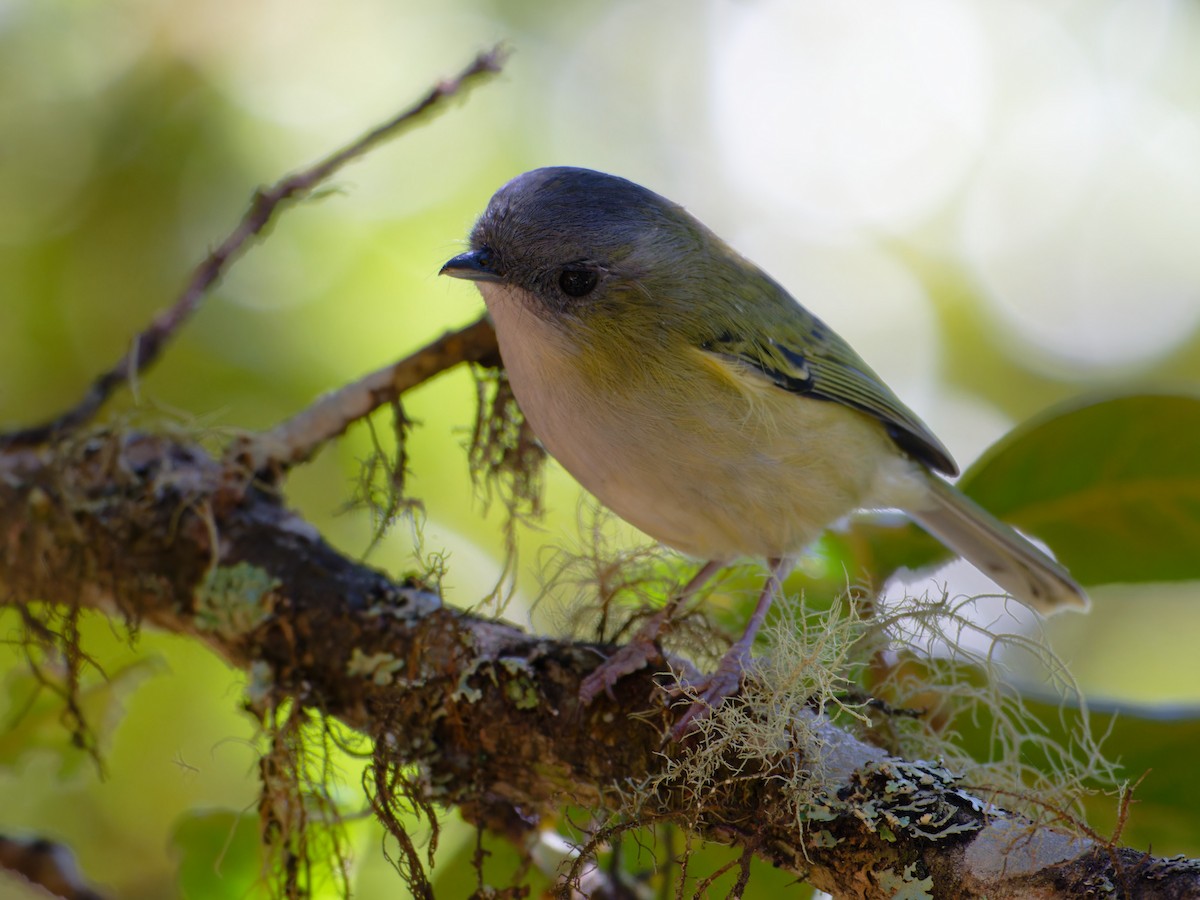 Green Shrike-Babbler - ML625538429