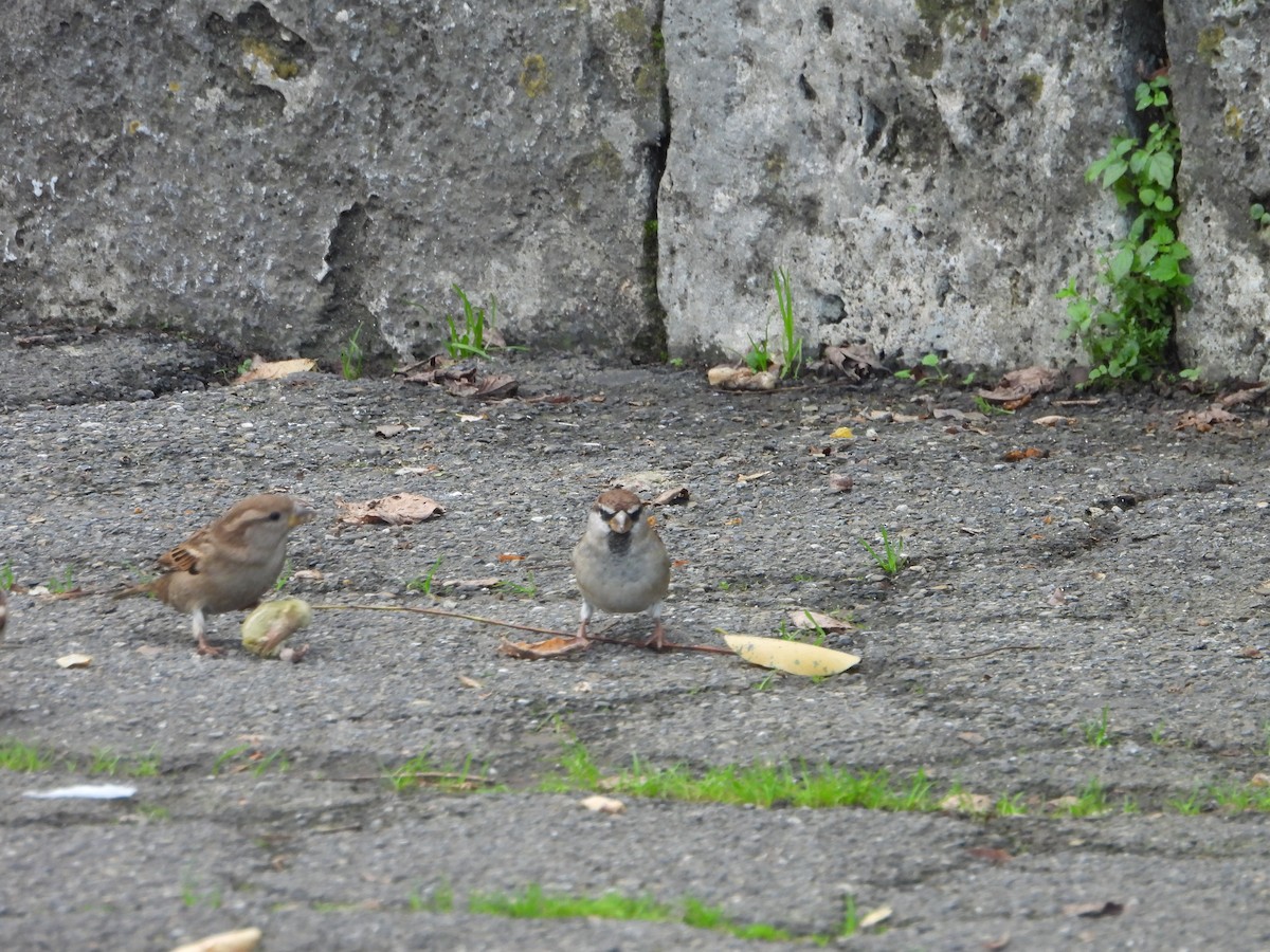 Italian Sparrow - Marcus Warden