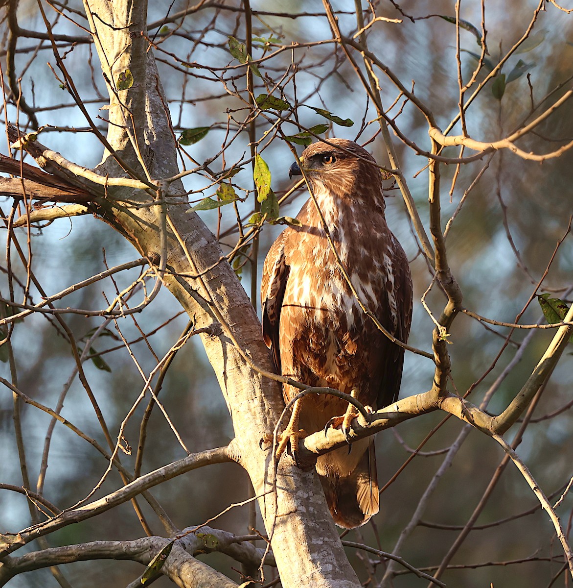 Common Buzzard - ML625538463