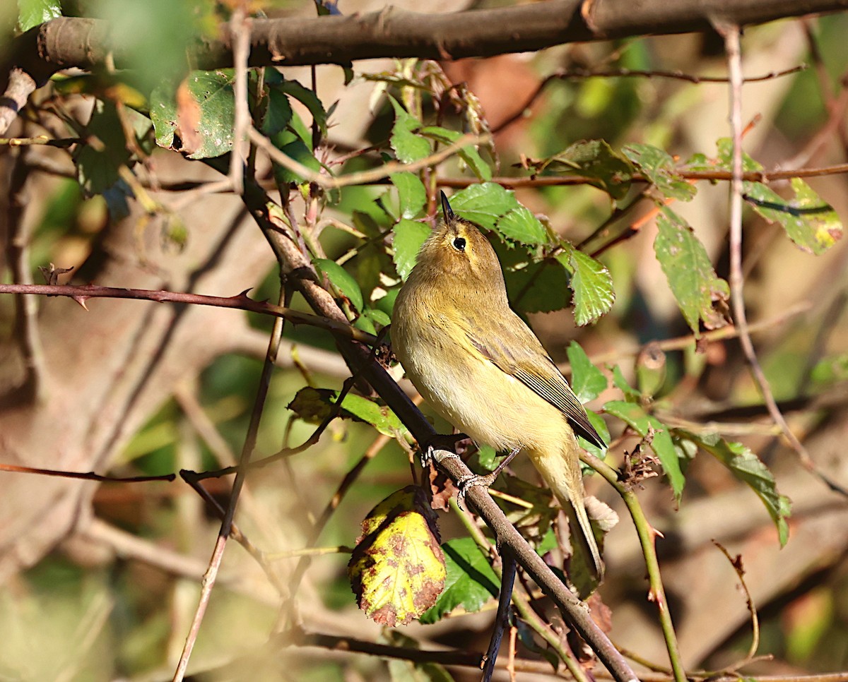 Common Chiffchaff - ML625538473