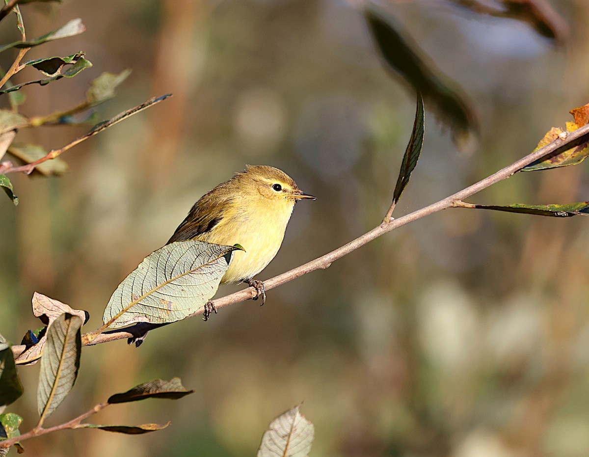 Common Chiffchaff - ML625538479