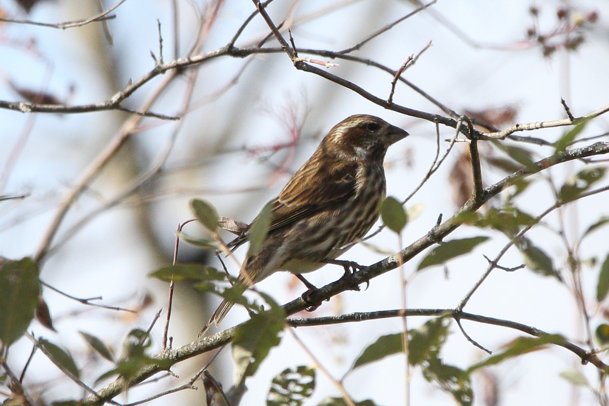 Purple Finch - ML625538489