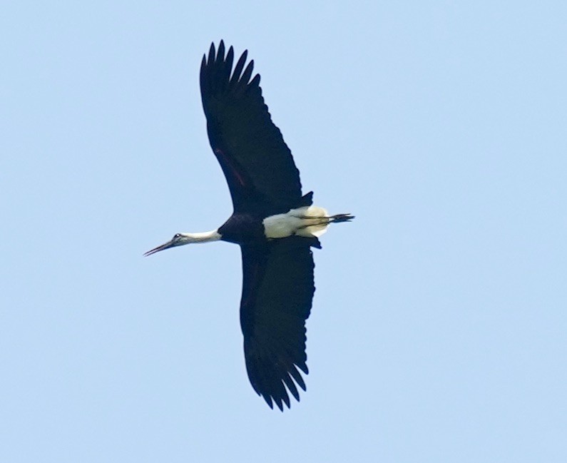 African Woolly-necked Stork - ML625538504