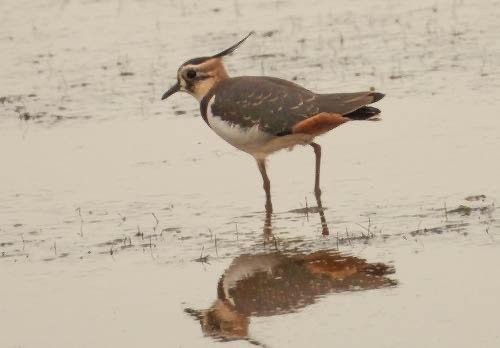 Northern Lapwing - ML625538605