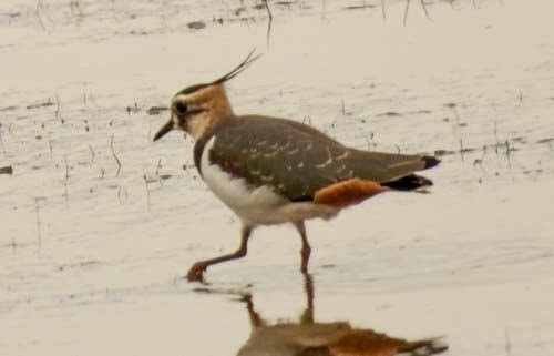 Northern Lapwing - ML625538606