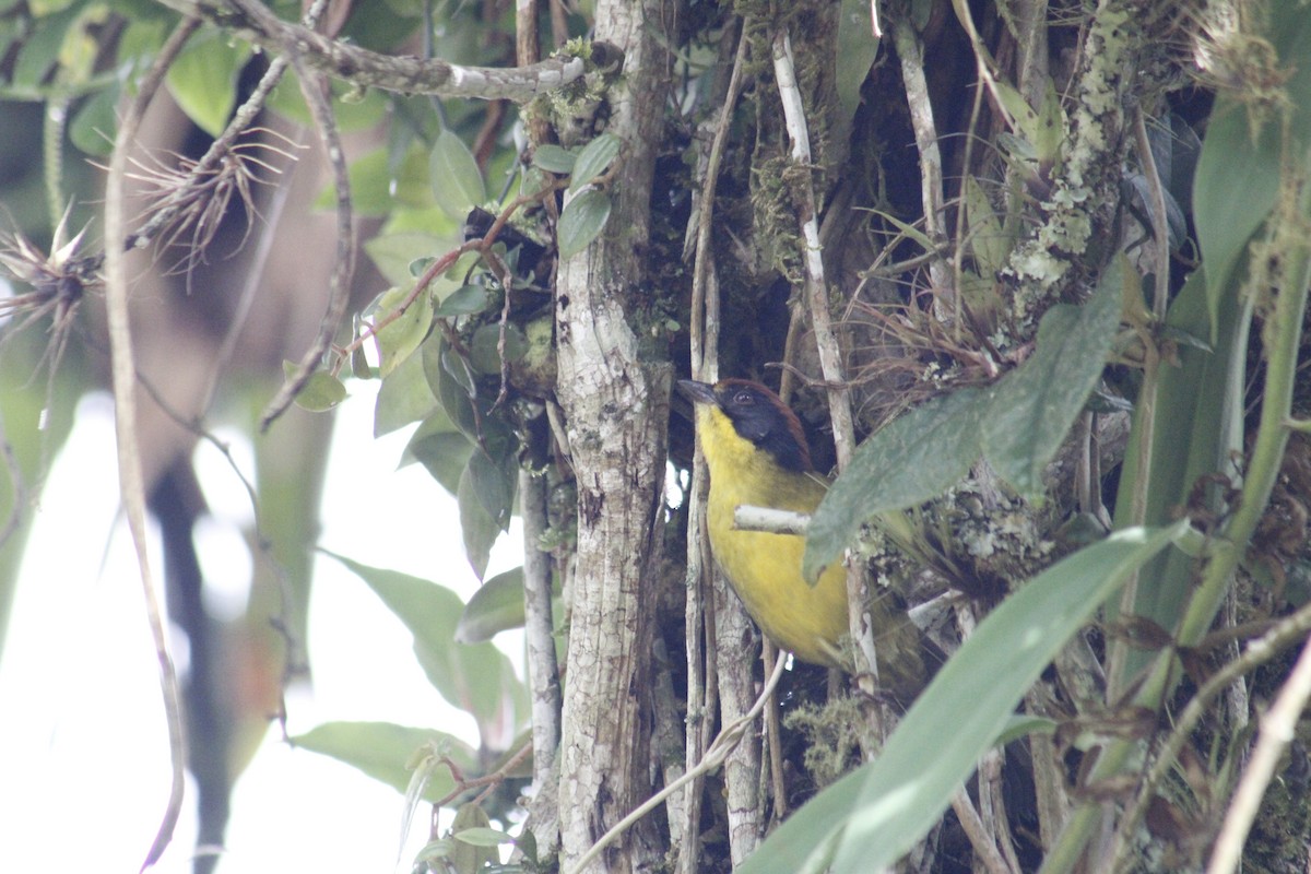 Atlapetes Pechiamarillo - ML625538613