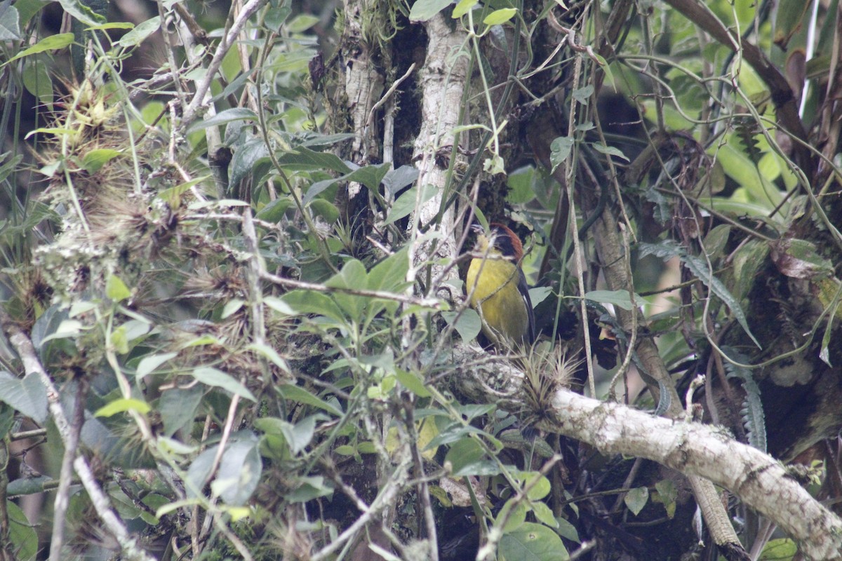 Atlapetes Pechiamarillo - ML625538615