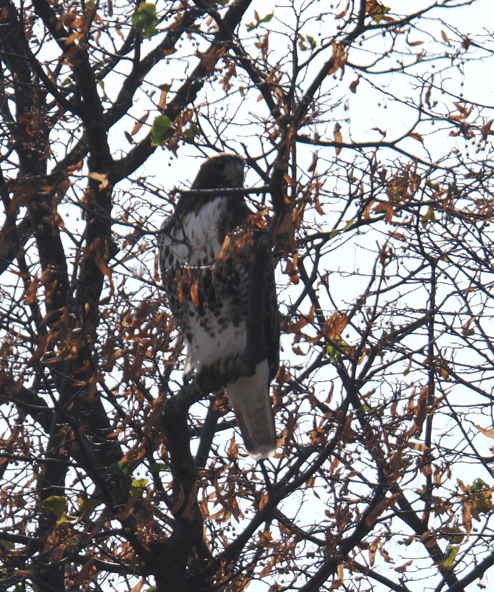 Red-tailed Hawk (abieticola) - ML625538778