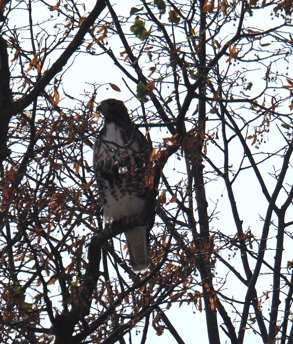 Red-tailed Hawk (abieticola) - ML625538783