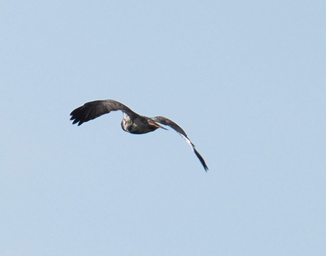 Red-tailed Hawk (abieticola) - ML625538788