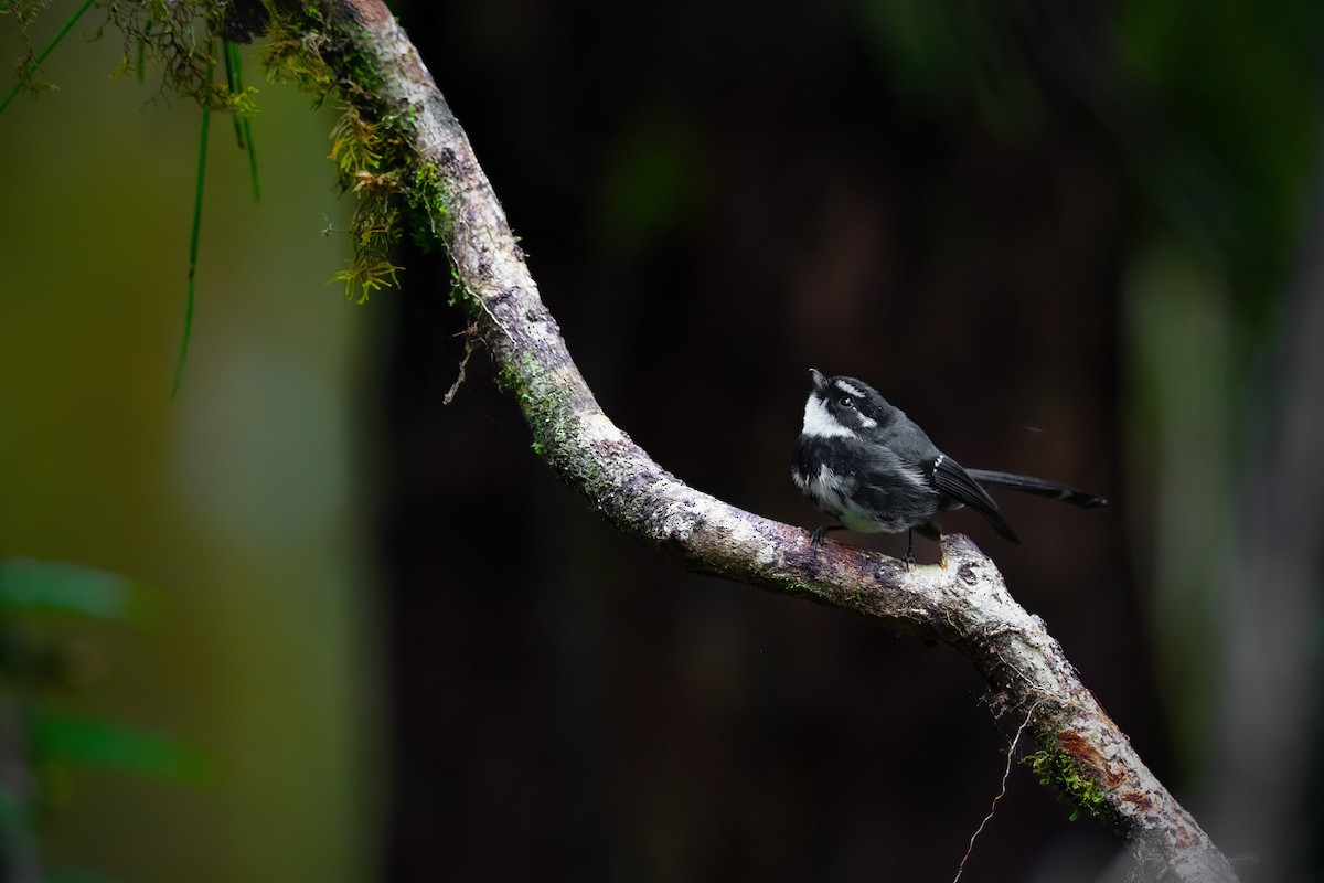 Friendly Fantail - ML625538855