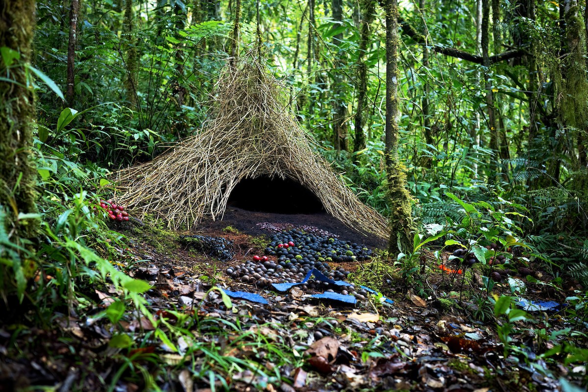 Vogelkop Bowerbird - ML625539026
