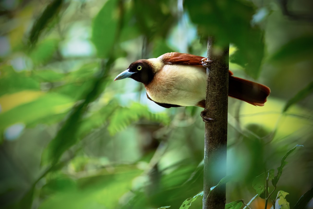 Lesser Bird-of-Paradise - ML625539160