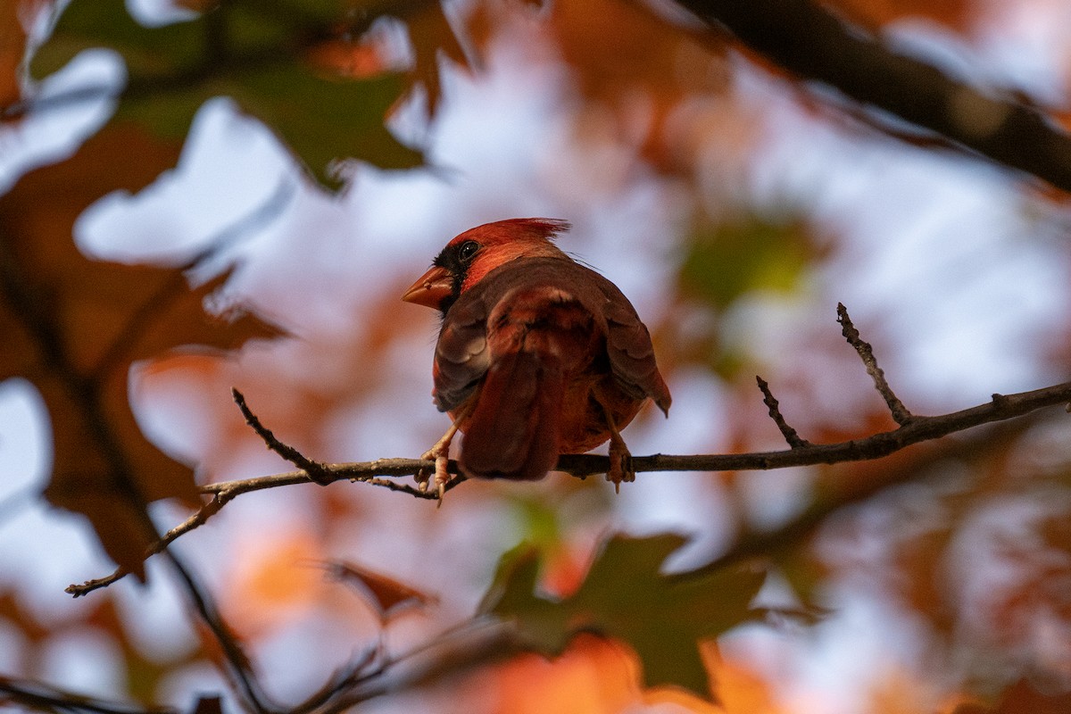 Northern Cardinal - ML625539227