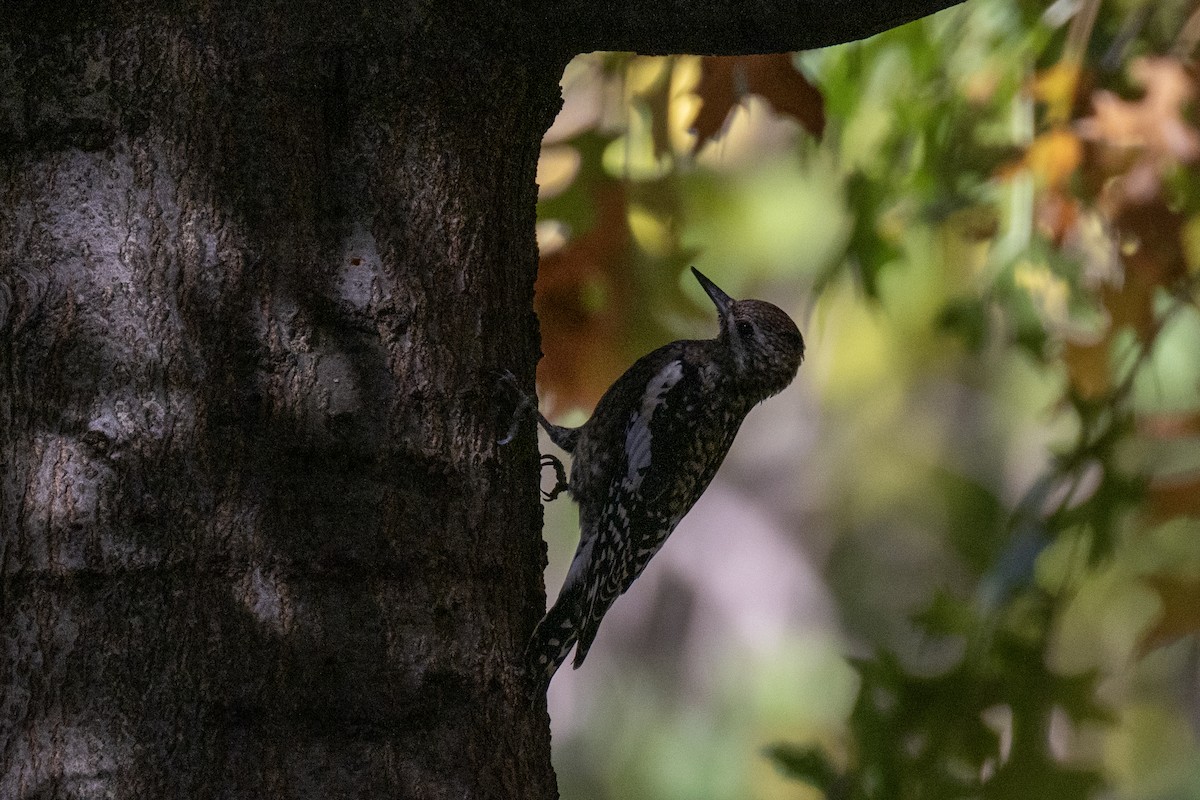 Yellow-bellied Sapsucker - ML625539276