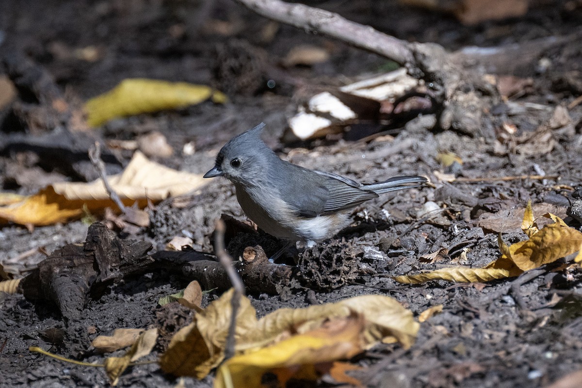 Tufted Titmouse - ML625539289