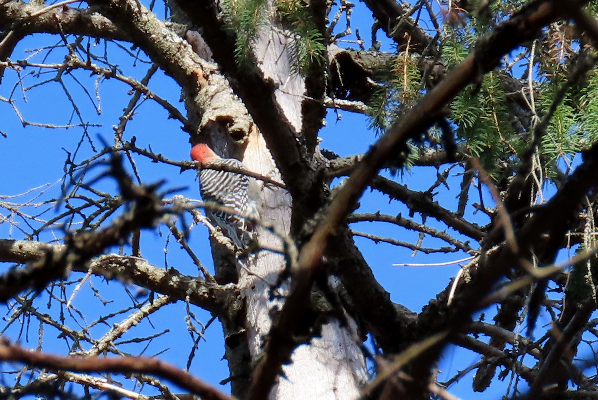 Red-bellied Woodpecker - ML625539329