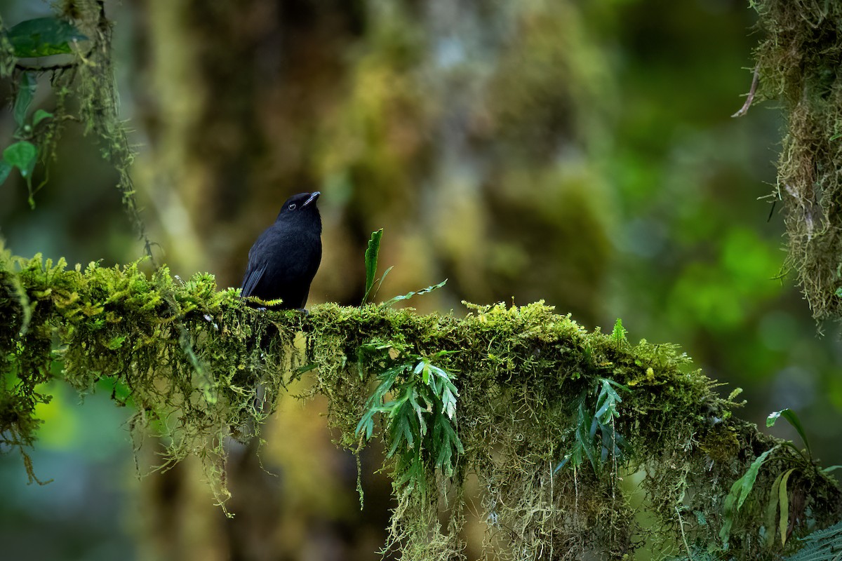 Black Pitohui - ML625539350