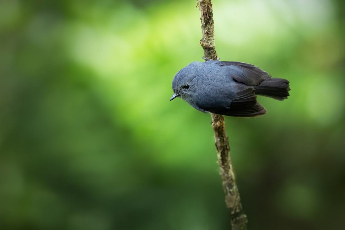 Blue-gray Robin - ML625539424