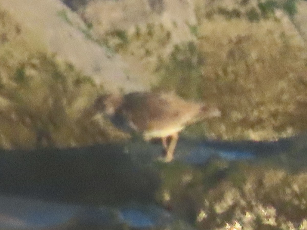 Spotted Sandpiper - ML625539467