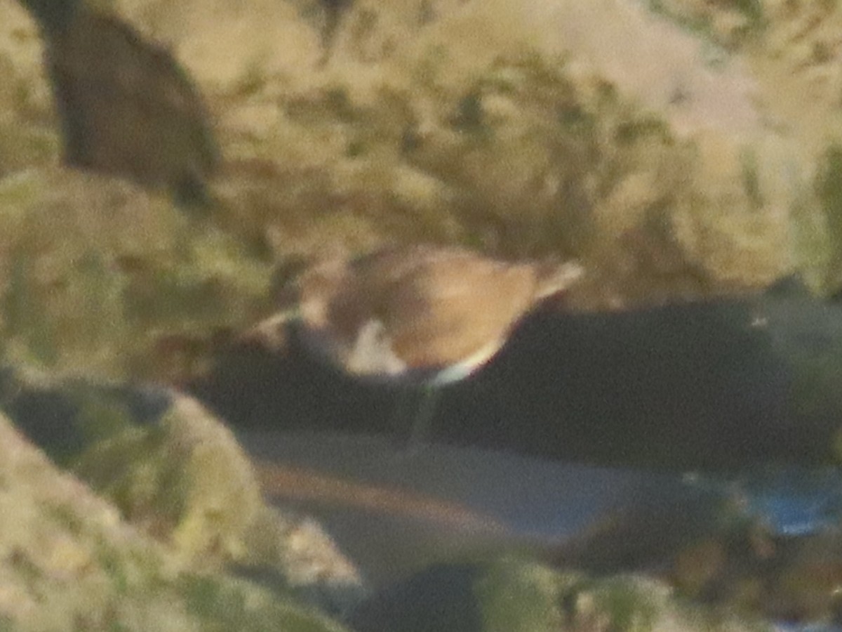 Spotted Sandpiper - ML625539468