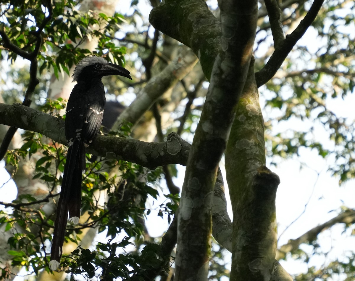 Eastern Long-tailed Hornbill - ML625539562