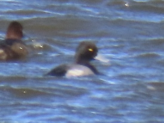 Lesser Scaup - ML625539572